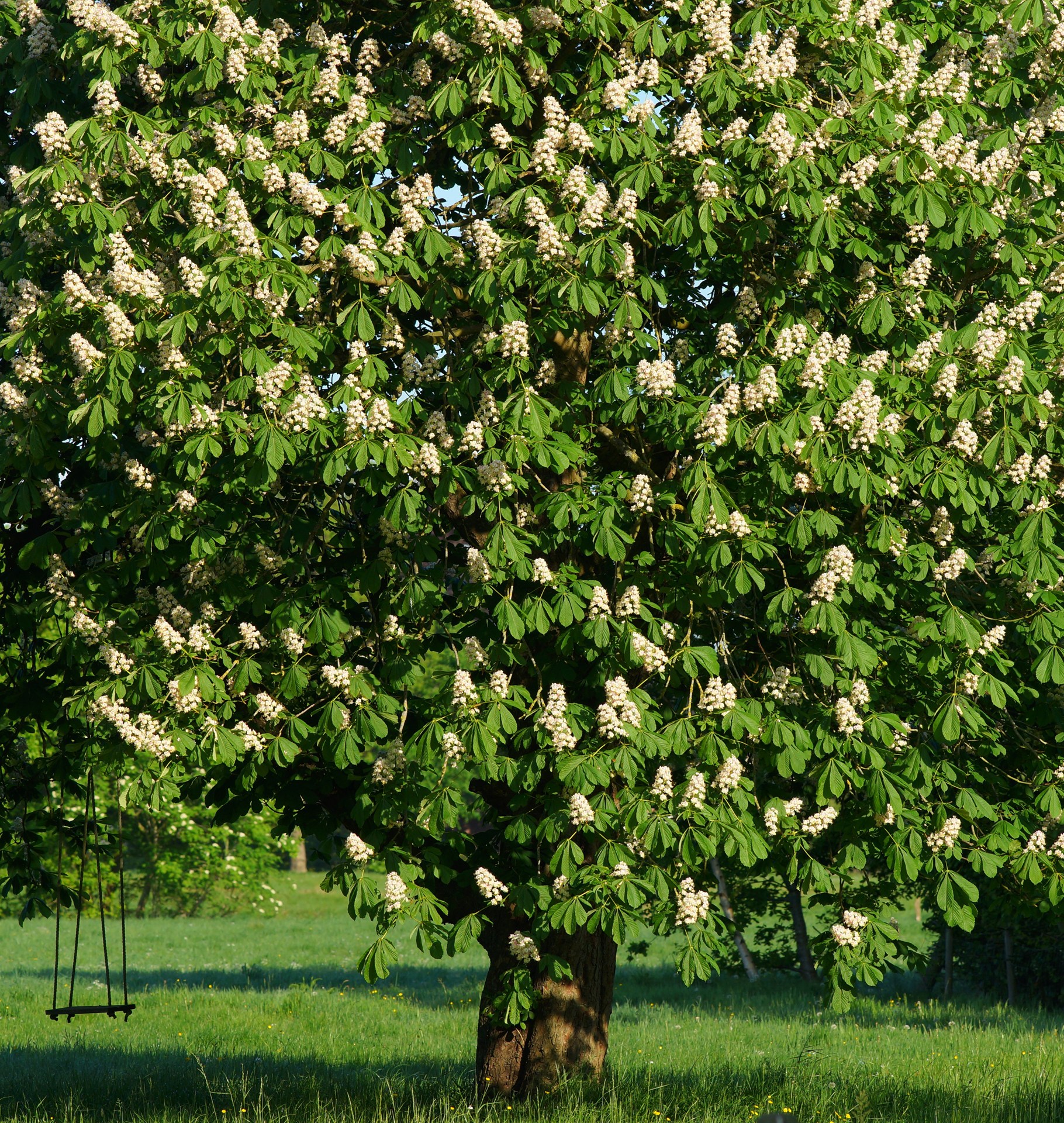 Naturheilpraxis Riese Lieberose